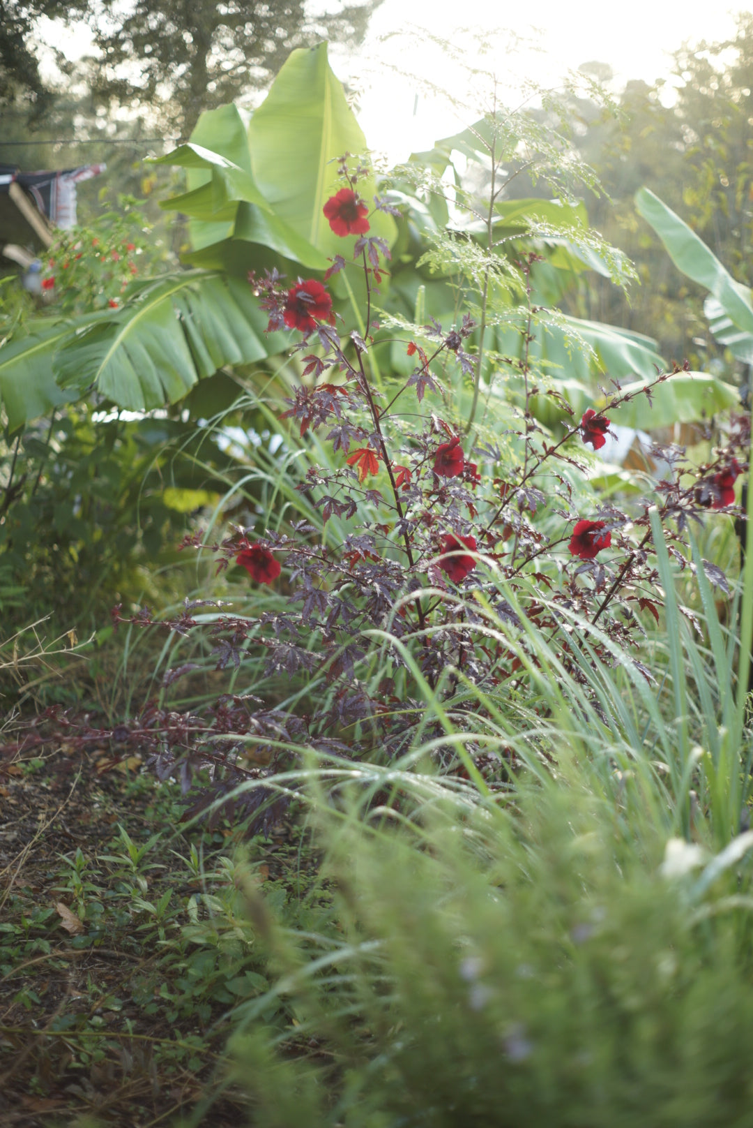 Personalized Permaculture Plan