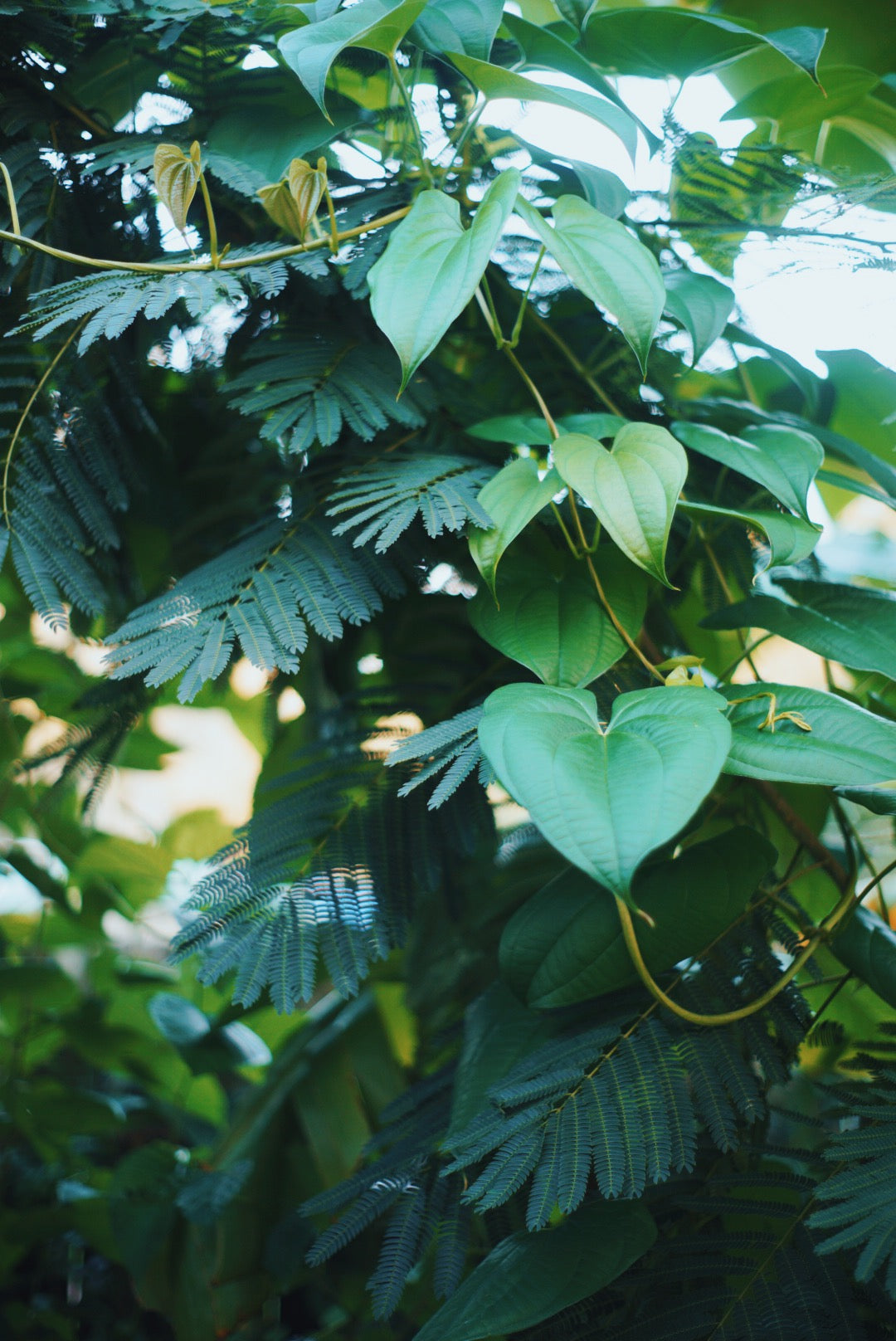 Personalized Permaculture Plan