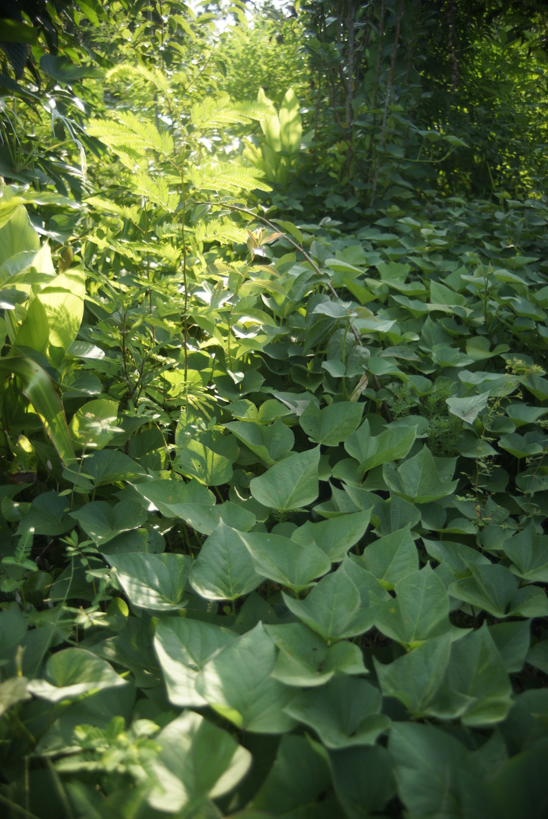 Personalized Permaculture Plan