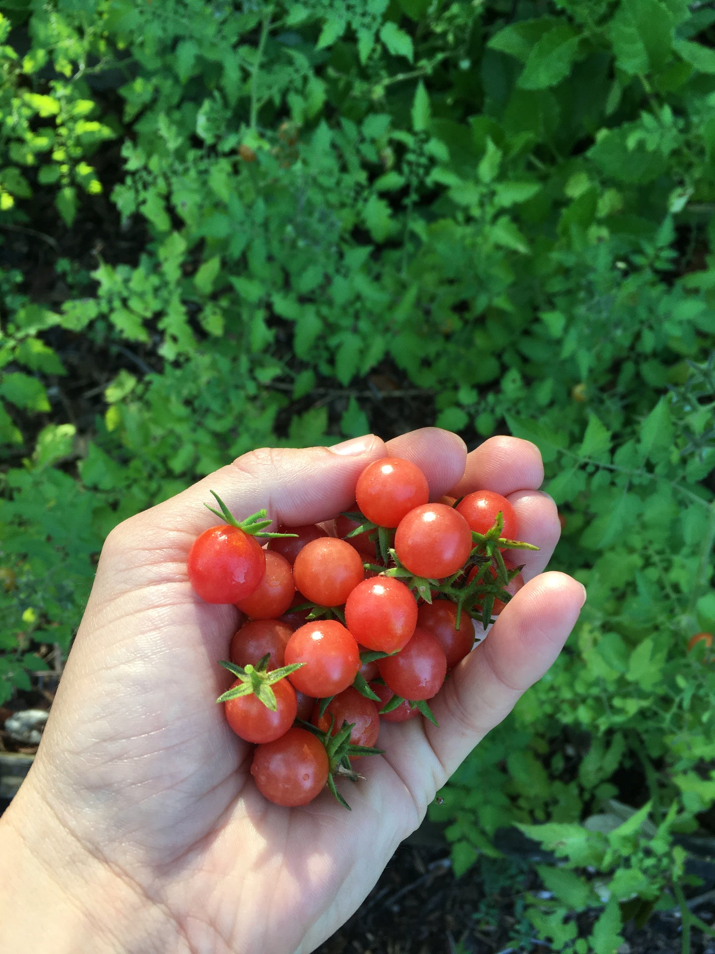 North Florida Garden and Orchard Plants